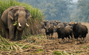 खोडवा ऊस होतोय फस्त, हत्ती बरोबर फिरतोय गव्यांचा&hellip;