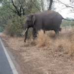 यमेकोंड प्राथमिक शाळेच्या आवारातून हत्तीचा फेरफटका