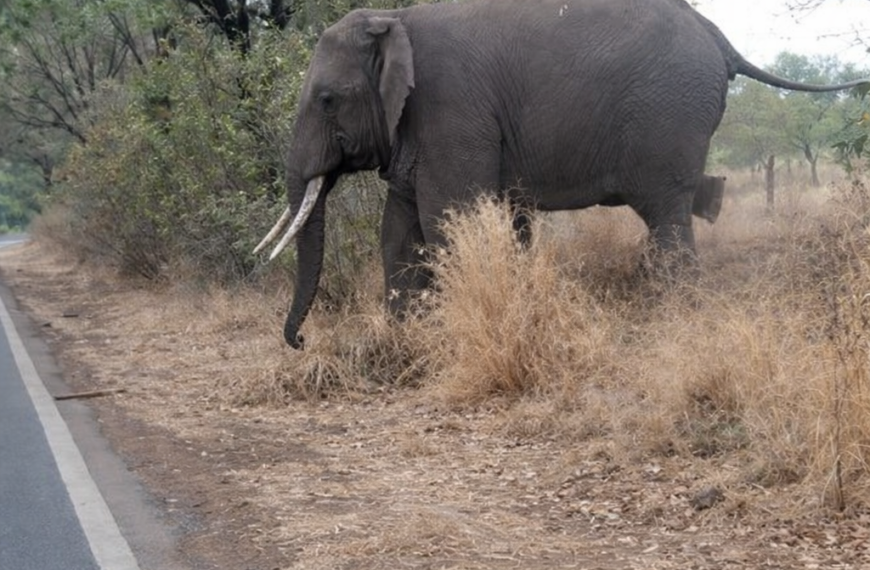 यमेकोंड प्राथमिक शाळेच्या आवारातून हत्तीचा फेरफटका