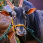 सिरसंगीच्या ‘लक्ष्या’ ची मनाला चटका देणारी ‘एक्जिट’