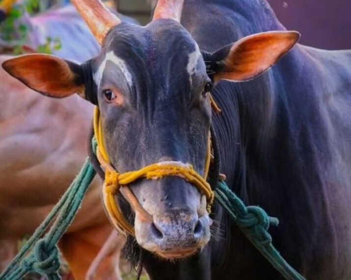 सिरसंगीच्या ‘लक्ष्या’ ची मनाला चटका देणारी ‘एक्जिट’